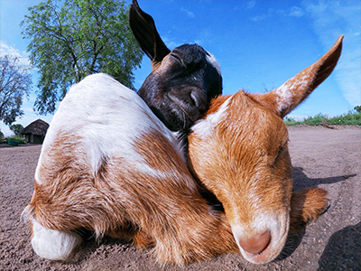 2-goats-bio