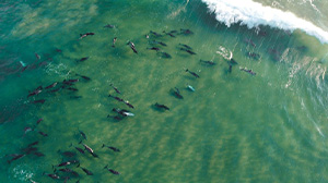 dolphins-bio