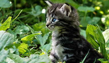 kitten-bio1