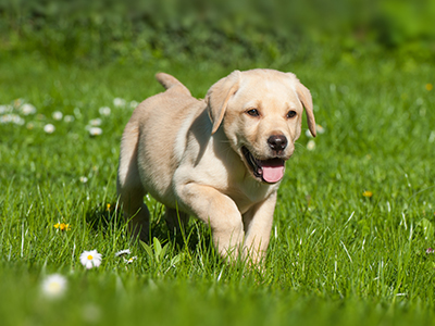 labrador-puppy-bio