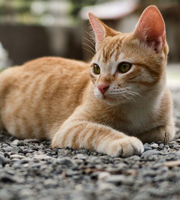 Emergency & Urgent Care Vet in Lorton Pack Animal Care